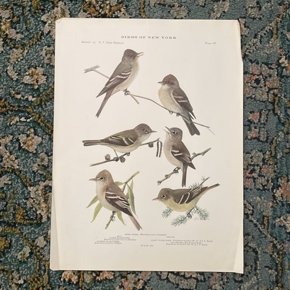 Antique Ornithological Bird Print Original - Picture 9 of 11